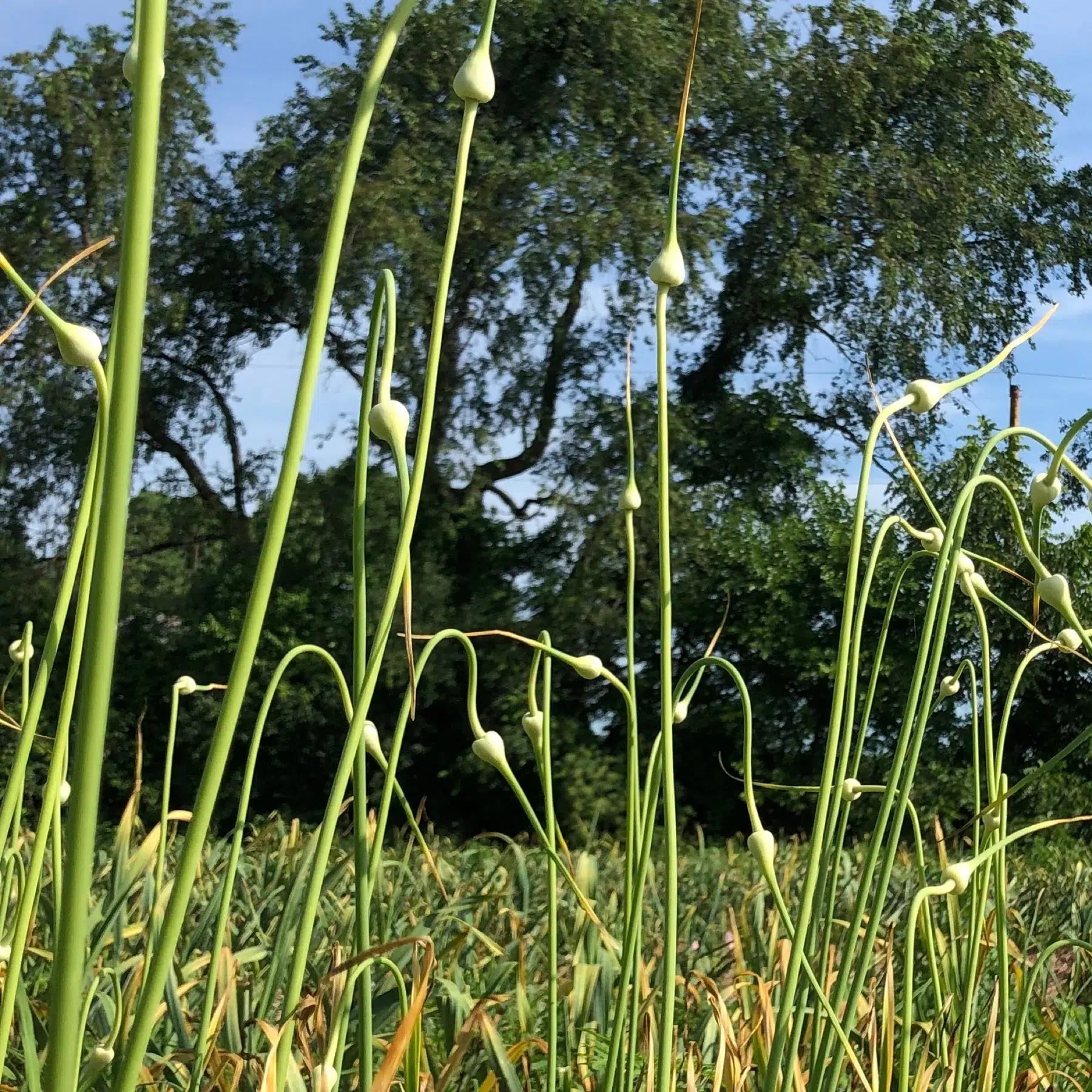 Gourmend Foods Low FODMAP Garlic Scape Powder (31g)-Seasonings & Spices-Foods ﻿Online Australia | FodShop