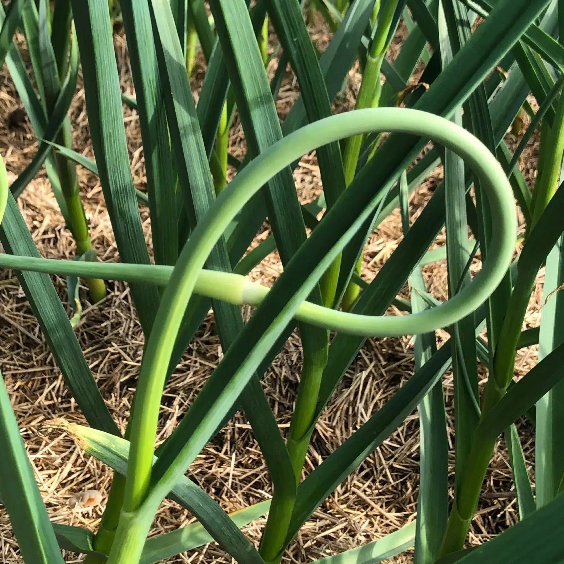 Gourmend Foods Low FODMAP Garlic Scape Powder (31g)-Seasonings & Spices-Foods ﻿Online Australia | FodShop